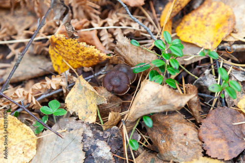 Close-up on a small brown mushroom hidden among yellow autumn leaves on the ground in the forest. Food and mushroom picking hobbies.