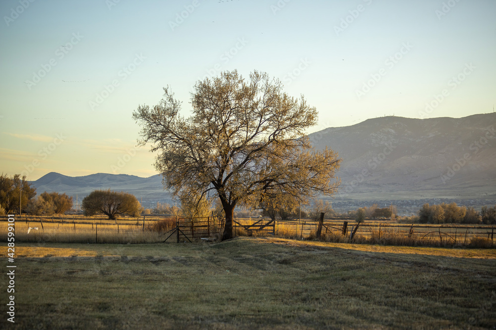 Dry field on mountain background Stock Photo | Adobe Stock