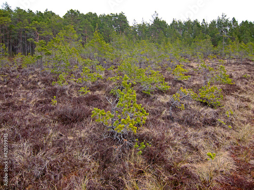 young pine trees in the swamp in spring 
