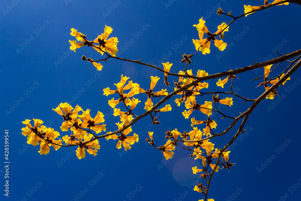 Galhos carregados de flores amarelas com céu azul ao fundo. Galhos carregados de flores amarelas com céu azul ao fundo.