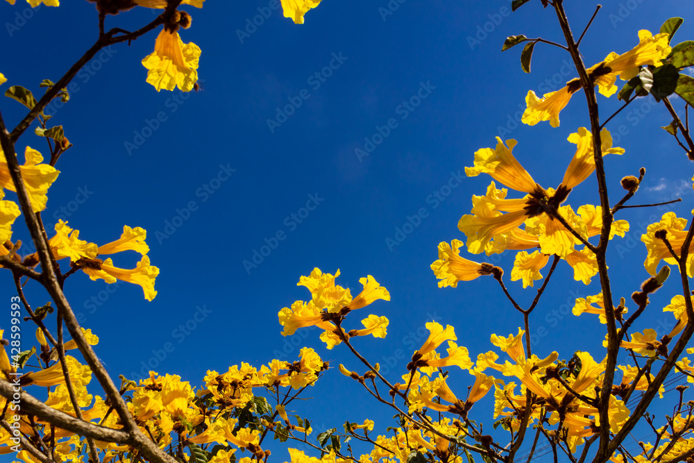 Galhos carregados de flores amarelas com céu azul ao fundo.