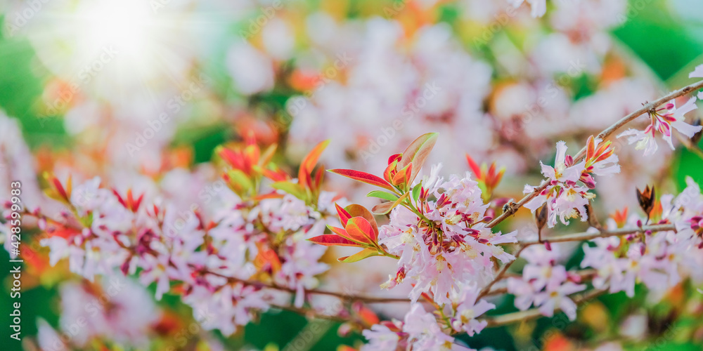 Pink flower blooms with sunny spring background.