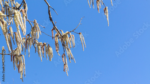 Blooming alder with long inflorescences in early spring against a blue sky