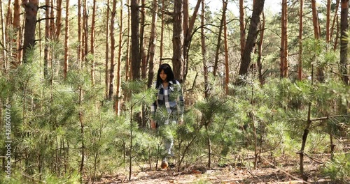 Young woman is walking in the pine forest with bagpack, active healthy traveler with walks along forest on spring sinshine day outdoors, walking through woodland photo