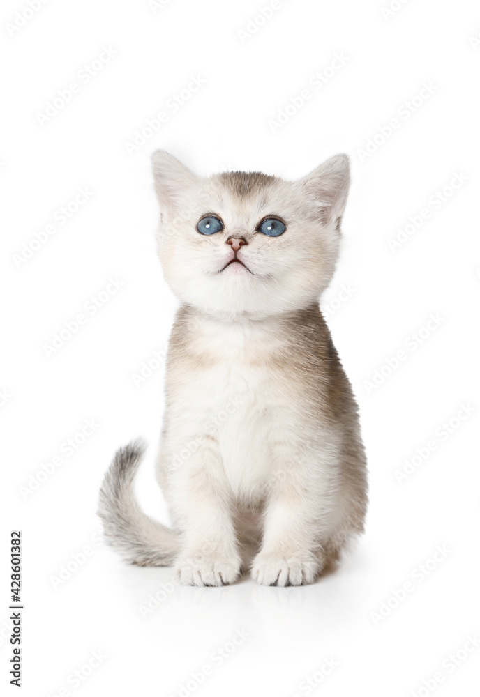 Sweet Scottish kitten with blue eyes sitting on white