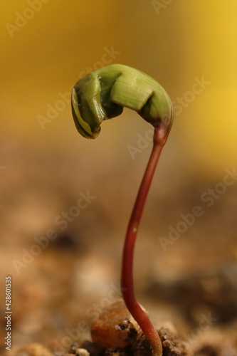 Acer. germination of new maple seeds. Detail.