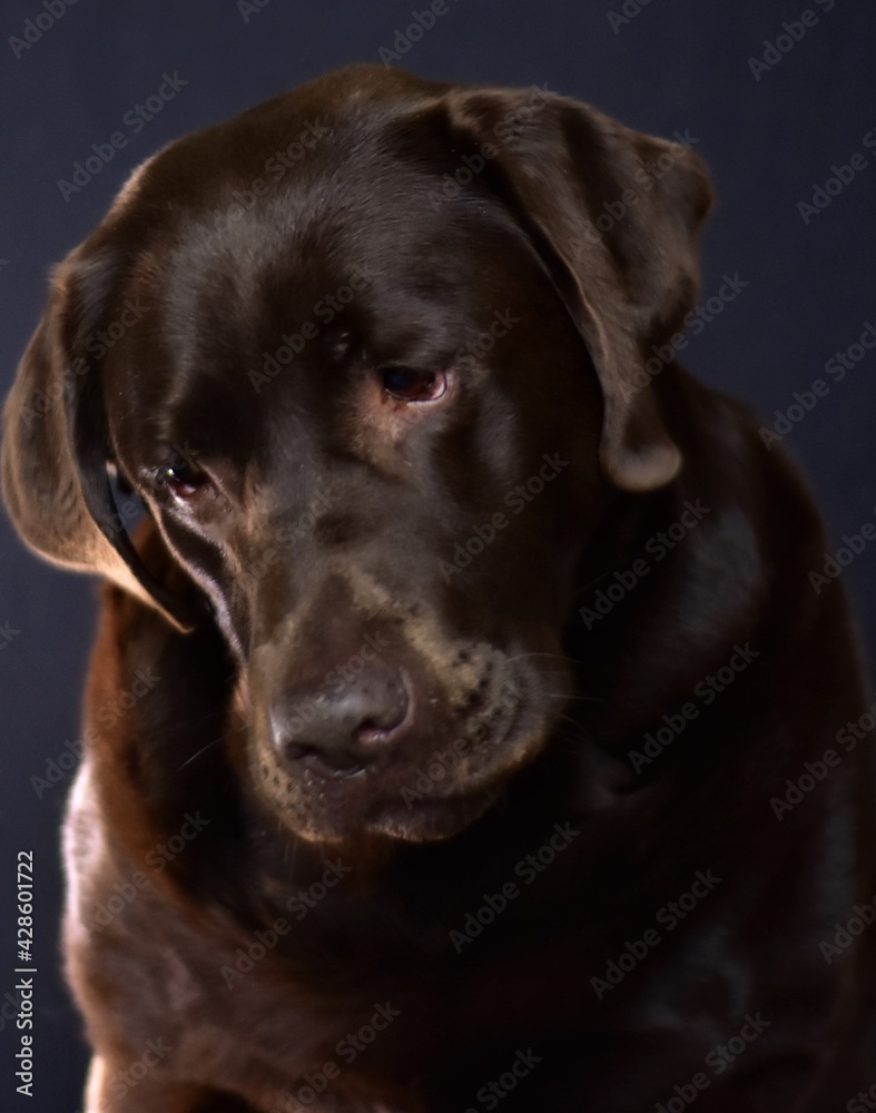 portrait of brown labrador on black background