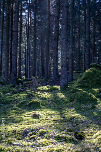 Birch forest in early spring with the sun shining through the trees in sweden
