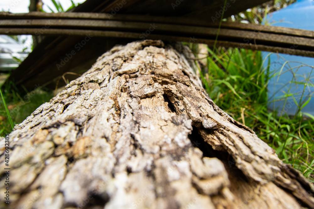 Tree trunk Tree trunk