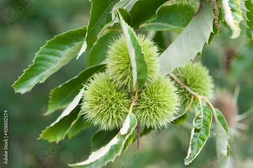 chestnut burrs with long and fine spines on branches