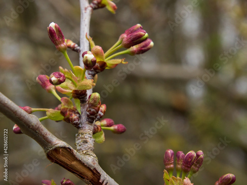 Frühlingsknospen