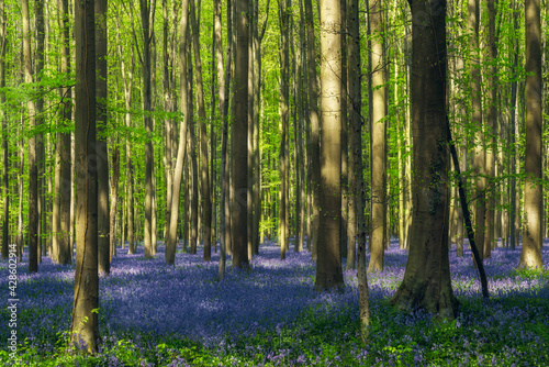 The enchanted blue forest. Hallerbos, Belgium. The bluebells, which bloom around mid-April, create a beautiful purple carpet. The giant Sequoia trees are present in the forest.