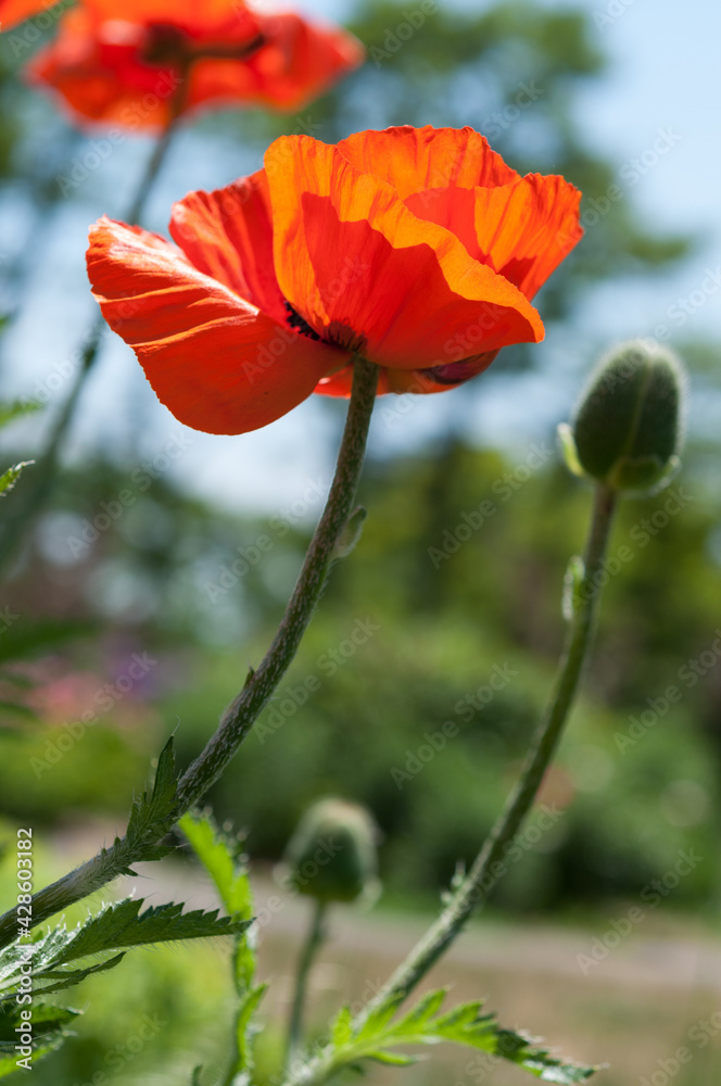 isolated orange poppy against a blue sky and greenery, featuring poppy flower buds - portrait orientation
