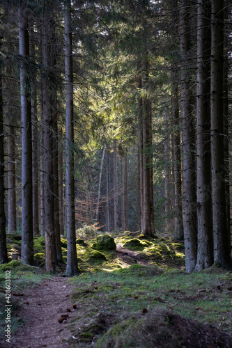 Birch forest in early spring with the sun shining through the trees in sweden