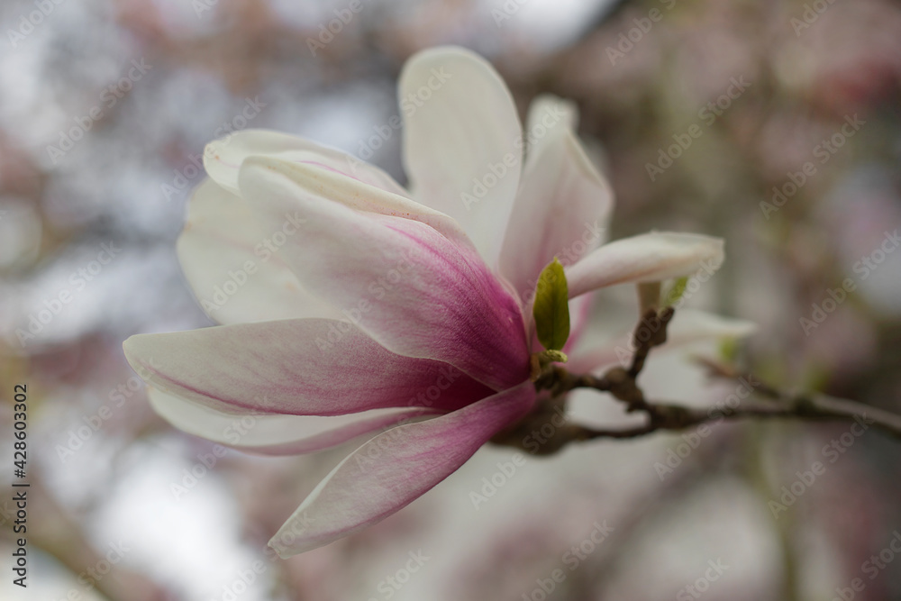 Fototapeta premium Magnolie