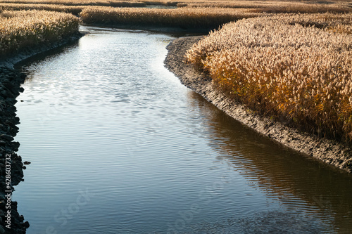 Beautiful Reed and river of Eulsukdo, Busan, South Korea.