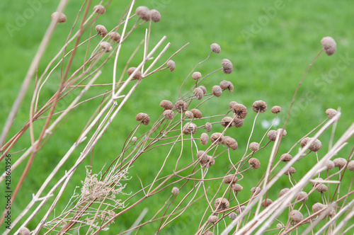 tan-coloured dried flower seed heads on a vivid grassy background 