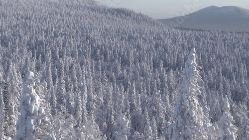 View of winter forest swaying in wind on sunny day. Snow trees cover hillside. Branches were frozen by low temperature and frost turned them white