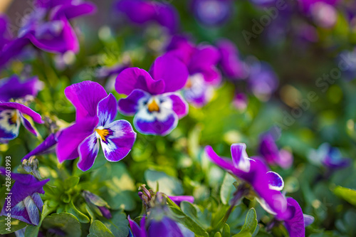Closeup of colorful pansy flower, Floral garden springtime plant on blurred natural background. Seasonal vivid colored flowers under sunlight
