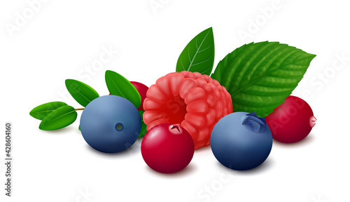 Mix of wild berries - raspberry, blueberry and cranberry with leaves isolated on white background. Realistic vector illustration.
