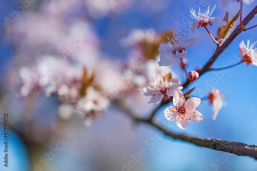 Beautiful flowering Japanese cherry. Background with flowers on a spring day. Beautiful nature springtime template, blossoms . Freshness, romantic tranquility nature landscape, spring blooming floral