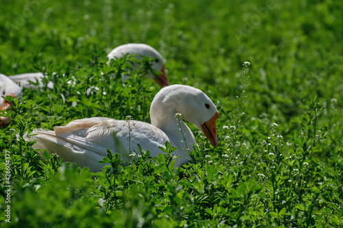 White geese in green grass on a walk in the field