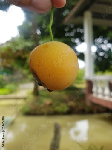 Deanolis albizonalis (mango seed borer) injured on  gandaria fruit. photo