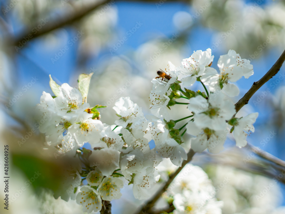Fototapeta premium Cherry blossoms bloom in spring