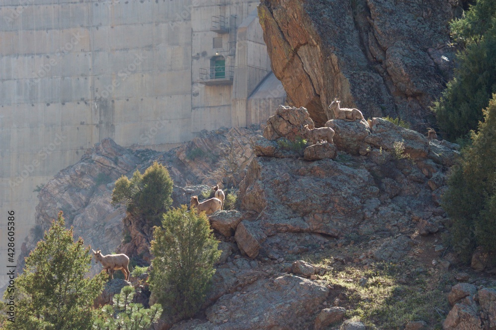 bighorn sheep lounge in the shadow of a massive cement dam at golden hour bighorn sheep lounge in the shadow of a massive cement dam at golden hour