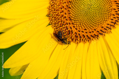 Bee on sunflowers.  macro and selective focus.  