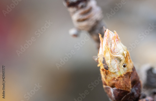 Small ginger insect on a young pear bud in mid-spring