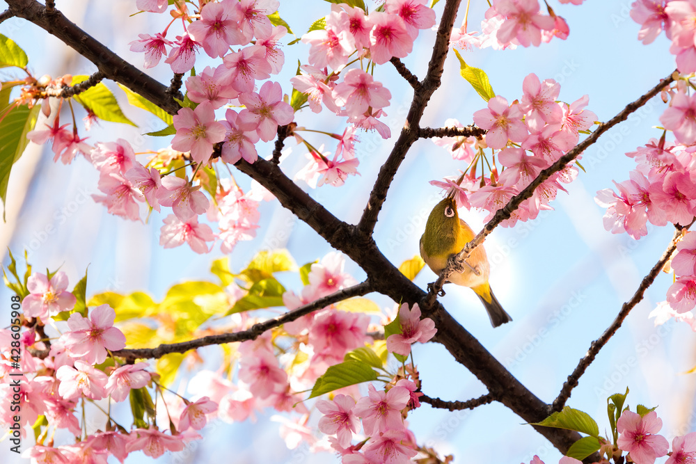 河津桜とメジロ 千葉県市川市 日本 河津桜とメジロ 千葉県市川市 日本