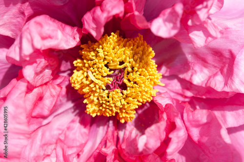 close up of the centre of a deep pink peony with golden yellow stamens prominently visible - sunny weather