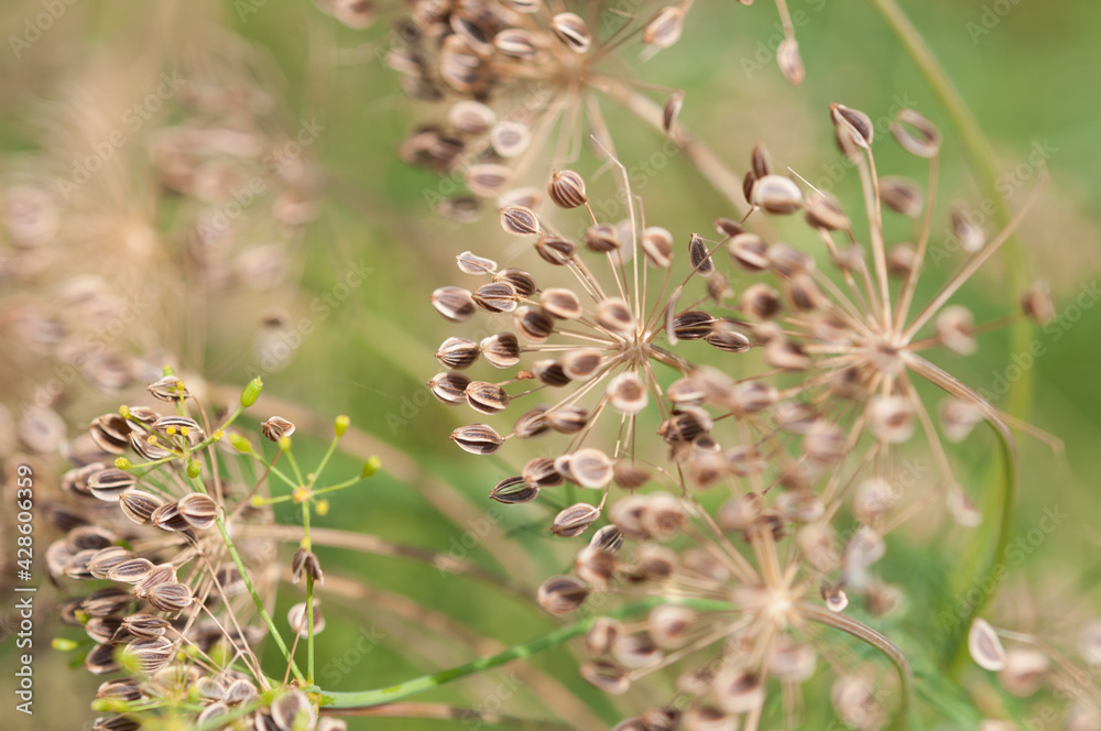 close up of dried dill weed seed heads - bokeh background close up of dried dill weed seed heads - bokeh background