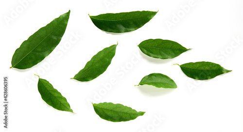green leaf isolated on white background © BJ.Photo