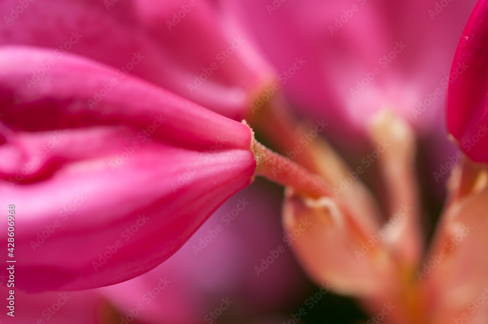 extreme close up of deep pink rhododendron blossoms and stems - abstract extreme close up of deep pink rhododendron blossoms and stems - abstract