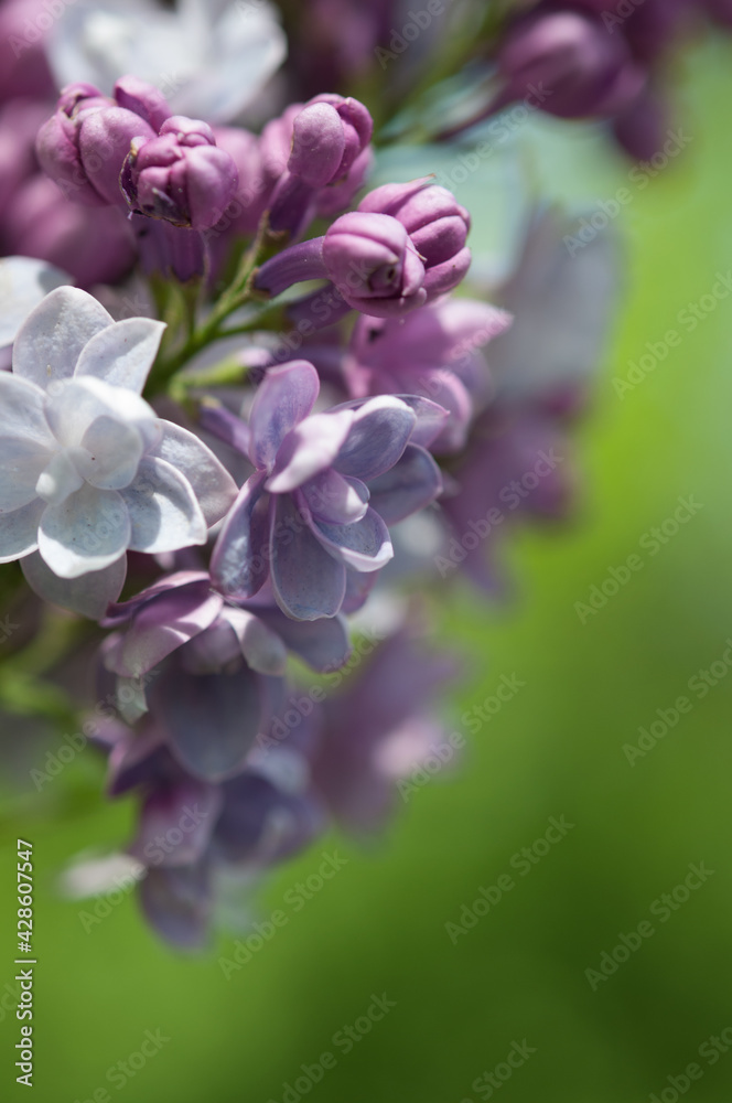 close up of fragrant double lilac blossoms in summer, with a creamy medium green background close up of fragrant double lilac blossoms in summer, with a creamy medium green background