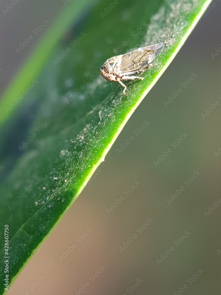 Mango leaf hopper injure ommango flower  and their fungi enemy in Viet Nam.