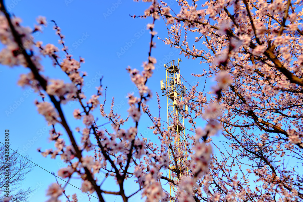 Telecommunication tower of a mobile operator against the blue sky through the flowers of apricot tree