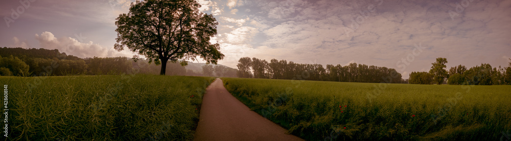 Panorama of a field with ripe rapeseed and a tree Panorama of a field with ripe rapeseed and a tree
