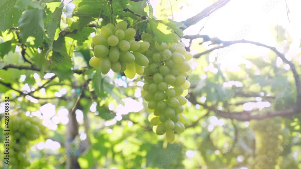 the woman farmer harvest grapes in vineyards the woman farmer harvest grapes in vineyards