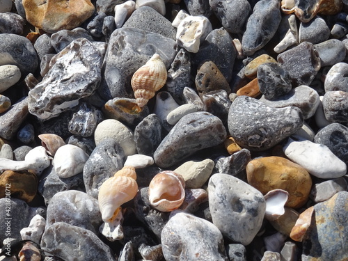 pebbles and seashells