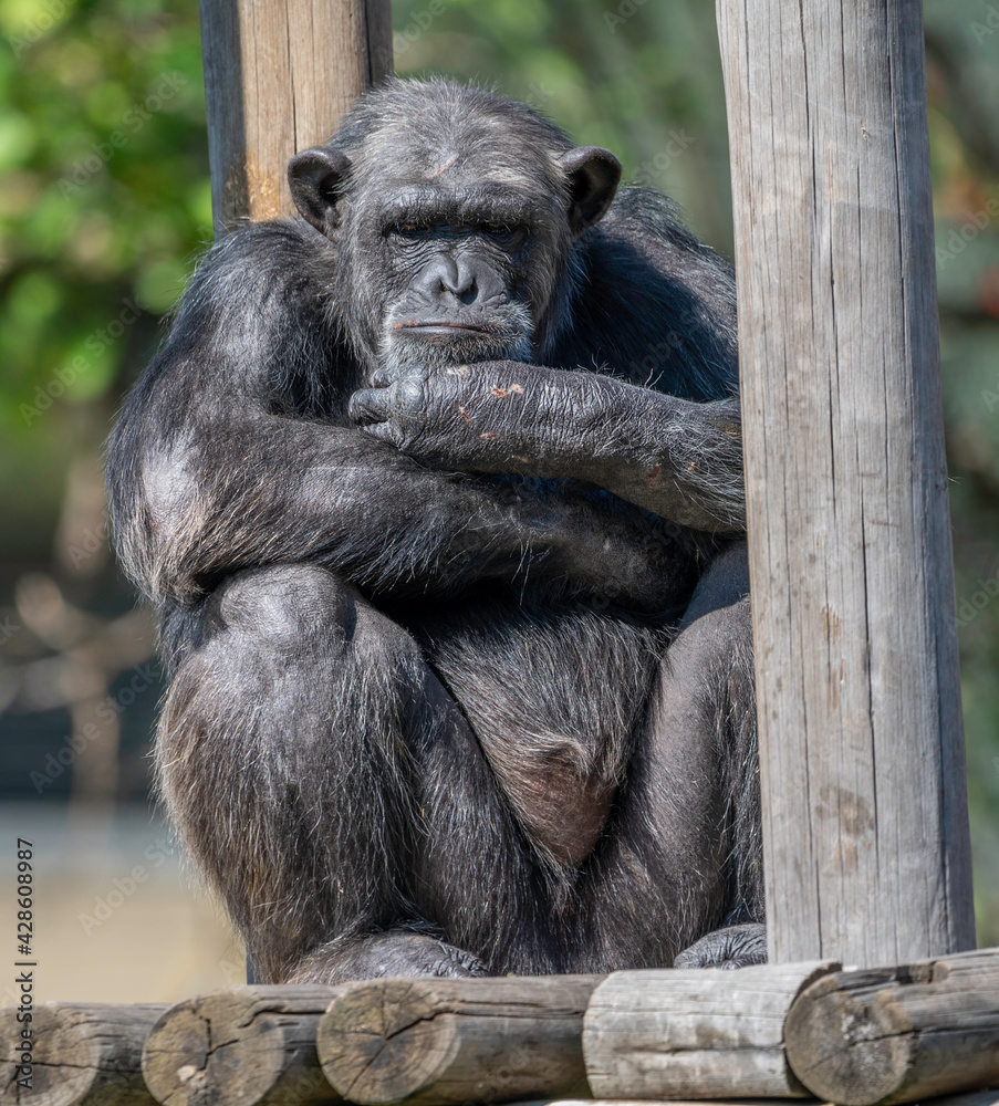 A very grumpy Gorilla in a South African zoo.  Concept of unhappiness or grief.
