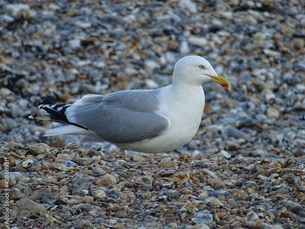 Fototapeta premium seagull on the beach