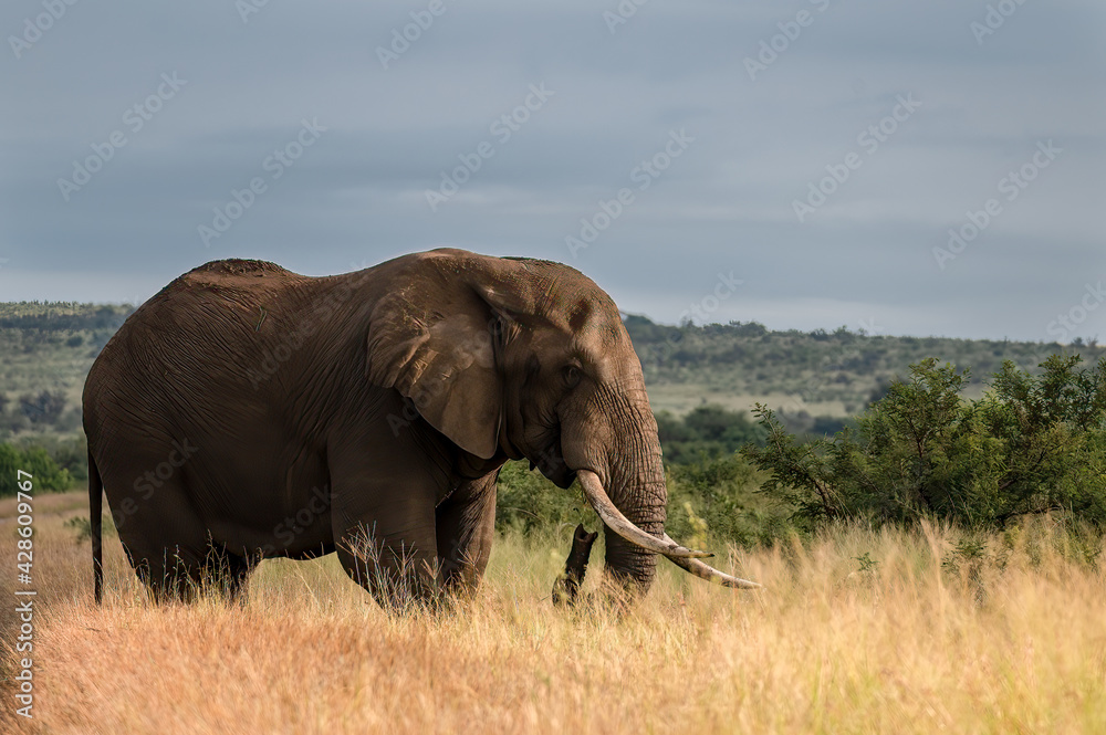 Fototapeta premium African elephant bull standing in the open feeding and enjoying the warming rays of the sunrise