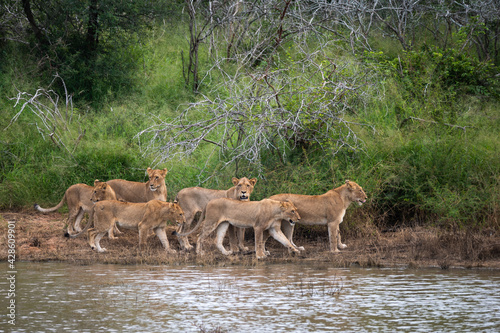 African lion pride patrolling their territory along the edge of a river