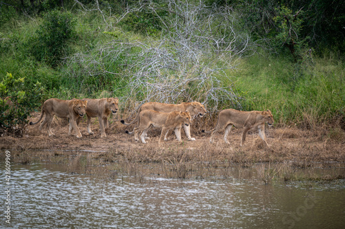 Pride of African lion walking along the water   s edge of dam