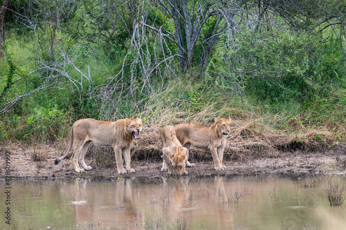 Three African lions drinking and growling at possible threats in the water