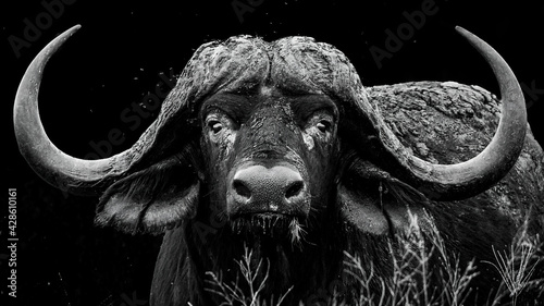 Monochrome portrait of a large African buffalo bull with impressive horns photo