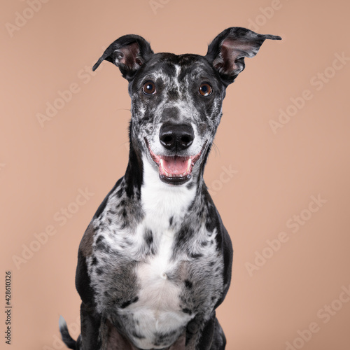 Studioshot of a black grey and white lurcher a type of sighthound which is a mixed greyhound or whippet against a beige background